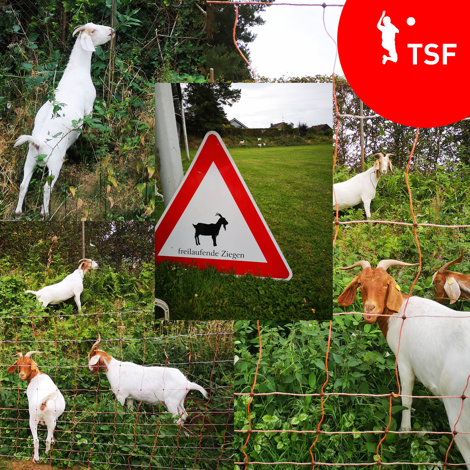 TSF - Ziegen machen Grünpflege auf dem Sportplatz